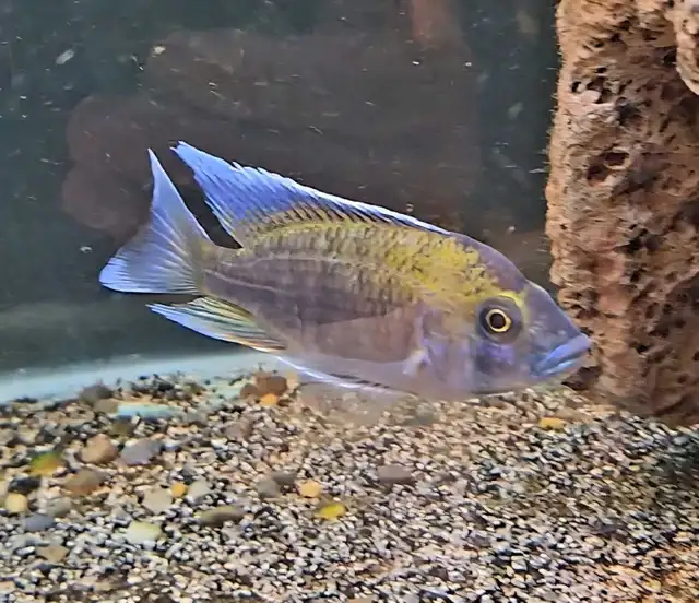 otter island lemon jake male 4.5'