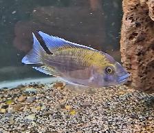 otter island lemon jake male 4.5'