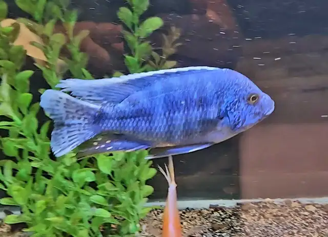 chilumba peacock males 4.5'-5.5'