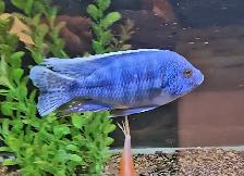 chilumba peacock males 4.5'-5.5'
