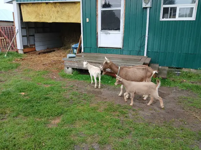 friendly homestead dairy goats available!