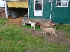 friendly homestead dairy goats available!