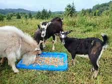 friendly homestead dairy goats available! - Photo 2