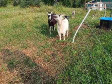 friendly homestead dairy goats available! - Photo 4