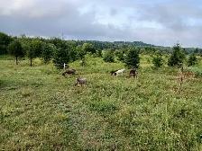 friendly homestead dairy goats available! - Photo 6