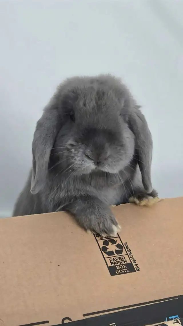 Holland Lop Rabbit LITTER TRAINED