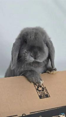 Holland Lop Rabbit LITTER TRAINED
