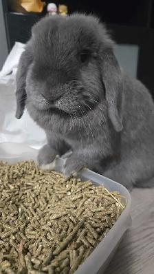 Holland Lop Rabbit LITTER TRAINED - Photo 2