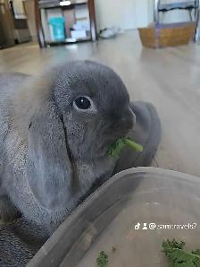 Holland Lop Rabbit LITTER TRAINED - Photo 3