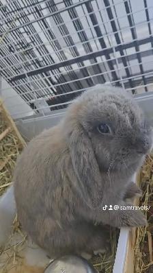 Holland Lop Rabbit LITTER TRAINED - Photo 4
