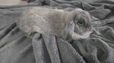 Holland Lop Rabbit LITTER TRAINED - Photo 5