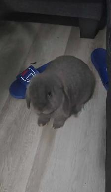 Holland Lop Rabbit LITTER TRAINED - Photo 6