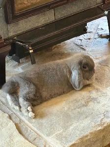 Holland Lop Rabbit LITTER TRAINED - Photo 7