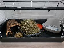 Holland Lop Rabbit LITTER TRAINED - Photo 9