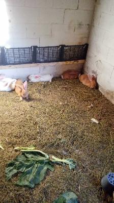 pure flemish  giants top quality - Photo 2