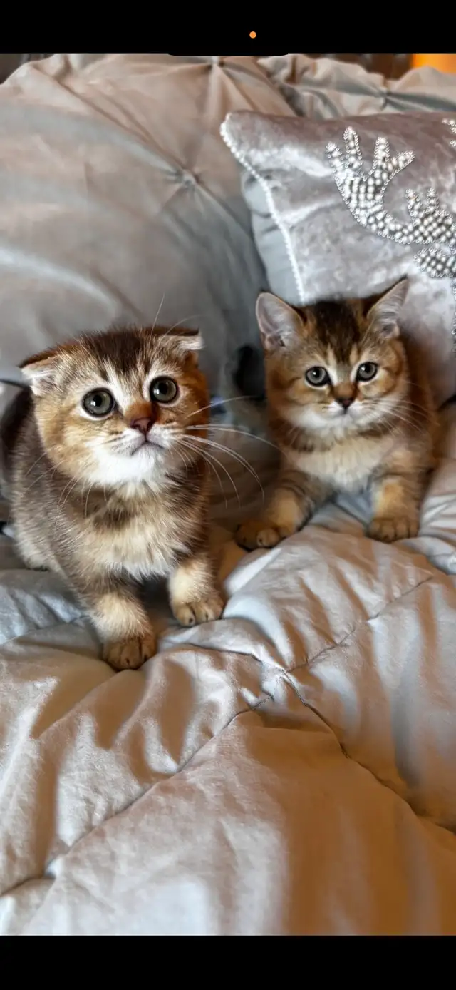 Scottish & British kittens