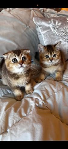 Scottish & British kittens