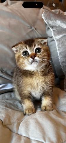 Scottish & British kittens - Photo 2
