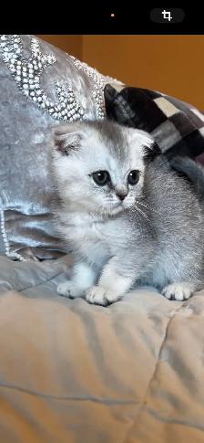 Scottish & British kittens - Photo 3