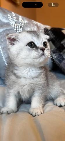 Scottish & British kittens - Photo 4