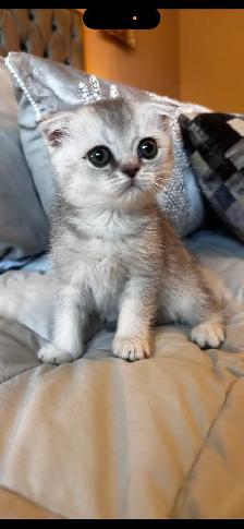 Scottish & British kittens - Photo 5