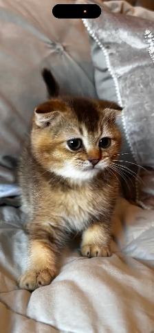 Scottish & British kittens - Photo 6