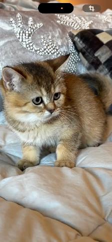 Scottish & British kittens - Photo 7