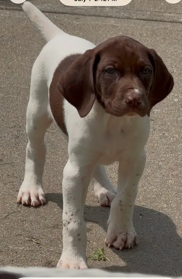 GSP puppy female born 10/May/2026