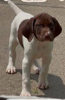 GSP puppy female born 10/May/2026