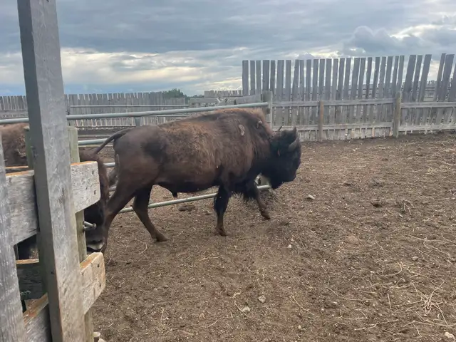 Bison group