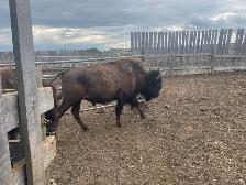 Bison group