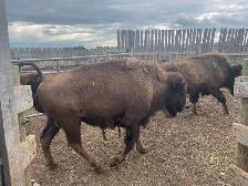 Bison group - Photo 2