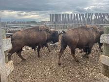 Bison group - Photo 3