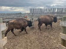Bison group - Photo 4