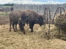 Bison group - Photo 5