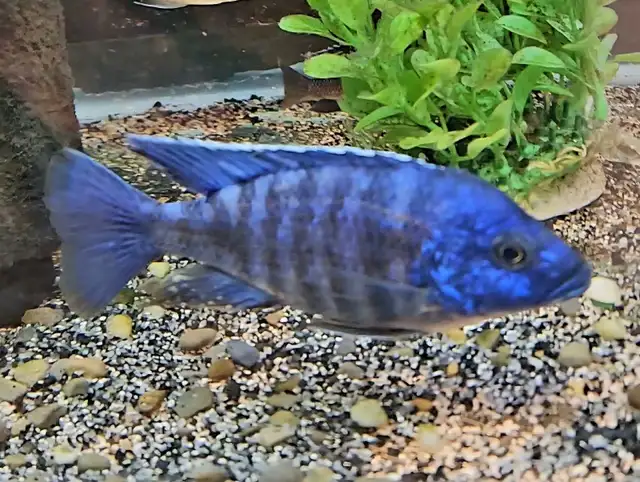 mbenji blue regal male 5'