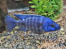 mbenji blue regal male 5'