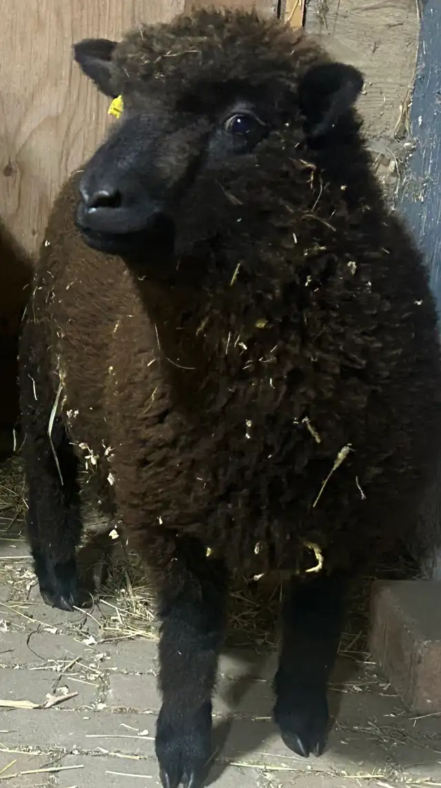 Sheep for sale.   Starter flock.