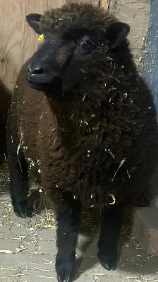 Sheep for sale.   Starter flock.