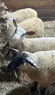 Sheep for sale.   Starter flock. - Photo 4