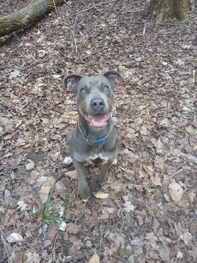 dog in need of a good home