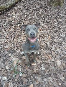 dog in need of a good home