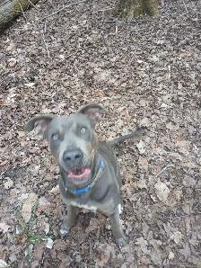 dog in need of a good home - Photo 2
