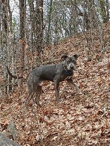 dog in need of a good home - Photo 3