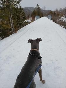 dog in need of a good home - Photo 4
