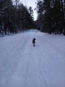 dog in need of a good home - Photo 5