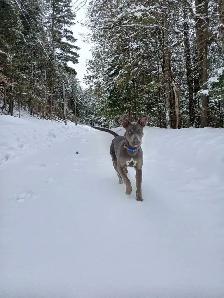 dog in need of a good home - Photo 6