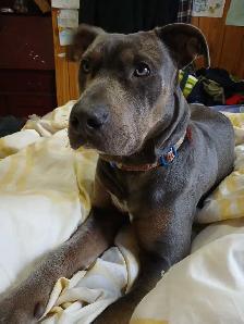 dog in need of a good home - Photo 7