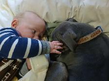 dog in need of a good home - Photo 9