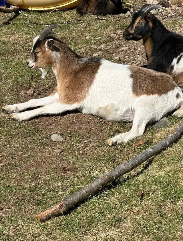 pigmy / Nigerian doe